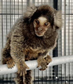Milo – Adorable Male Pygmy Marmoset (8 Months Old)