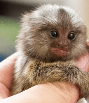 Charlie – Adorable Male Pygmy Marmoset (2 Months Old)