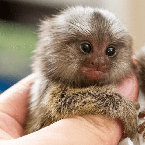 Charlie – Adorable Male Pygmy Marmoset (2 Months Old)