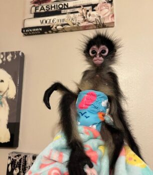 Sasha – Adorable Female Spider Monkey