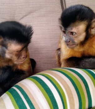 Java macaque Monkeys For Sale
