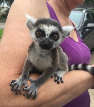 Ring-Tailed Lemur Monkeys for sale