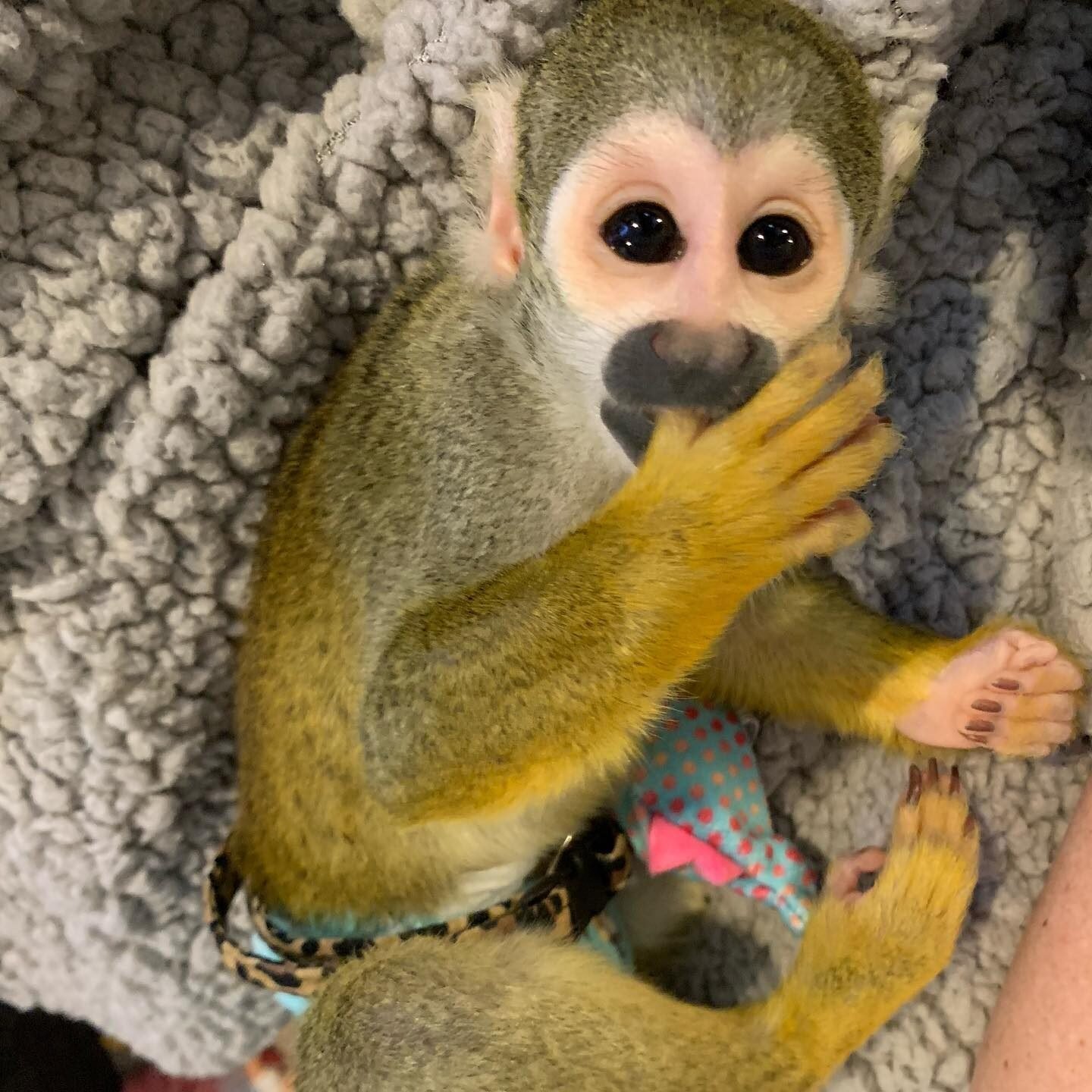 Squirrel Monkeys For Sale