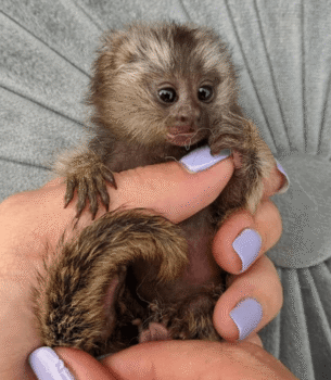 Curious Female Pygmy Marmoset for Sale – Maisie, Female, 2 Months Old