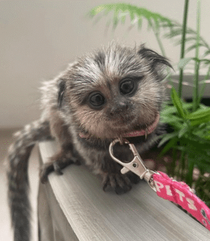 Lily – Sweet Female Pygmy Marmoset (17 Weeks Old)