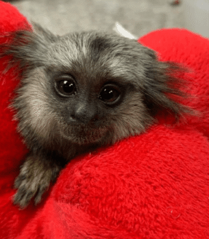 Daisy Mae – Sweet Female Pygmy Marmoset (3 Months Old)