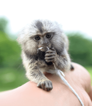 Spirited Pygmy Marmoset for Sale – Jasper, Male, 14 Months Old