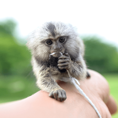 Jasper – Energetic Male Pygmy Marmoset (4 Months Old)