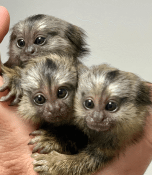 Luna – Affectionate Female Pygmy Marmoset (2 Months Old)