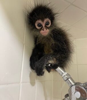 Manga – Playful Male Spider Monkey
