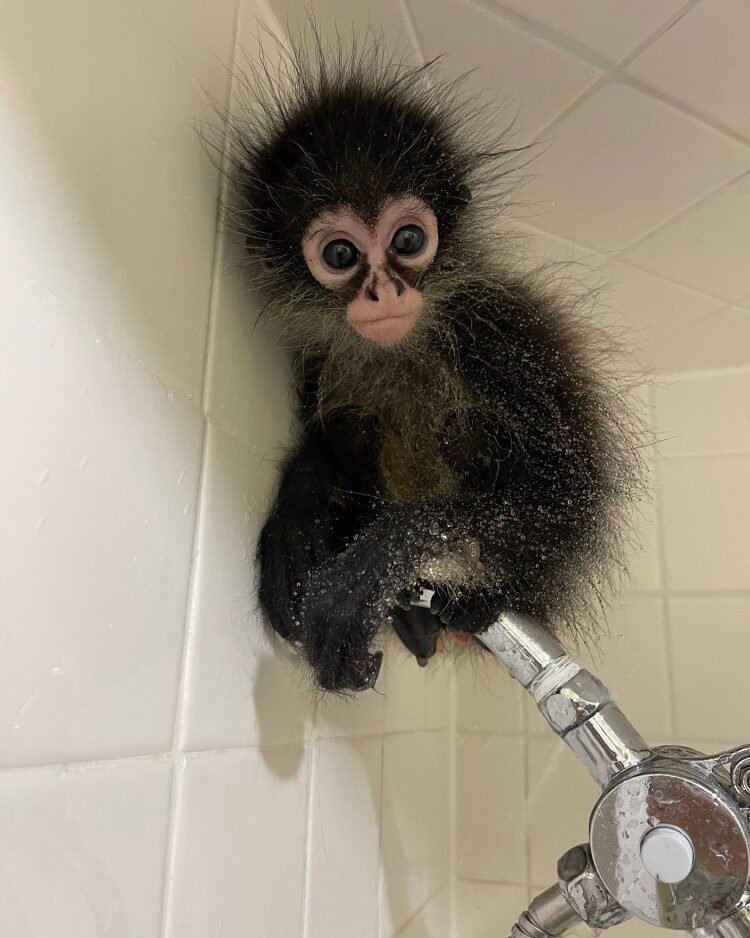 Manga – Playful Male Spider Monkey