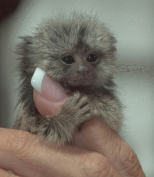 Willow – Playful Female Pygmy Marmoset (13 Weeks Old)