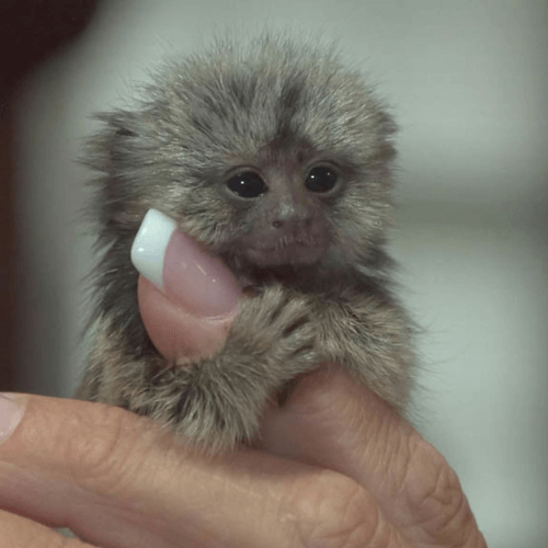 Willow – Playful Female Pygmy Marmoset (13 Weeks Old)