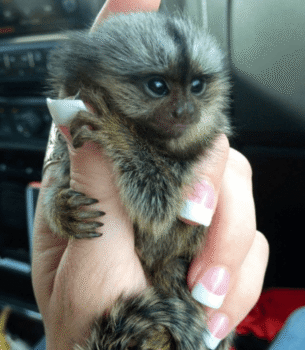 Poppy – Curious Female Pygmy Marmoset (15 Weeks Old)