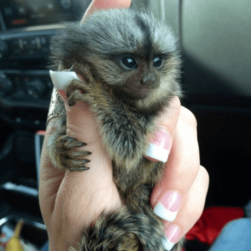 Poppy – Curious Female Pygmy Marmoset (15 Weeks Old)