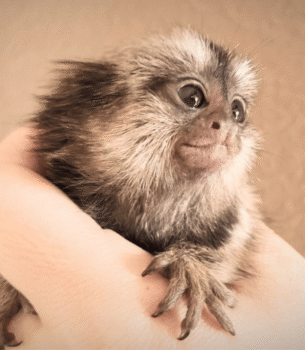 Adorable Common Marmoset for Sale – Oliver, Male, 5 Months Old