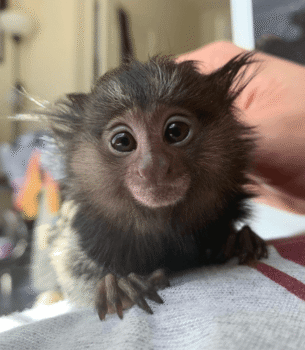 Benny – Adorable Male Pygmy Marmoset (4 Months Old)