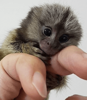 Charming Pygmy Marmoset for Sale – Finn, Male, 4 Months Old