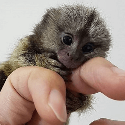 Finn – Charming Male Pygmy Marmoset (4 Months Old)