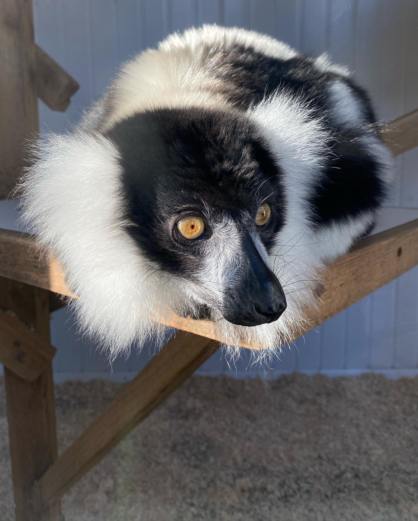 Black-and-white ruffed lemur Male