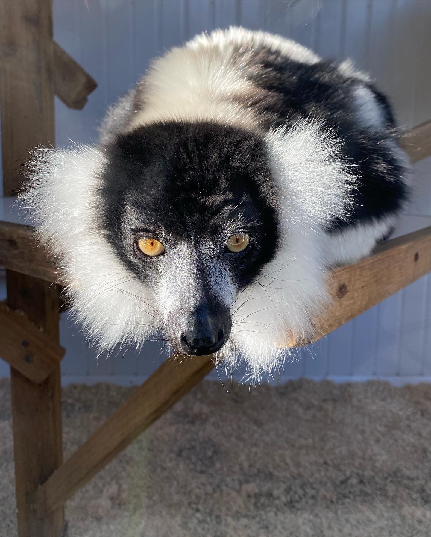 Black-and-white ruffed lemur Male