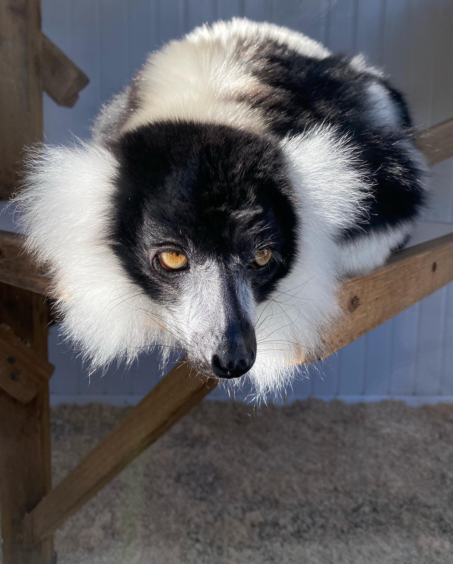 Black-and-white ruffed lemur Male