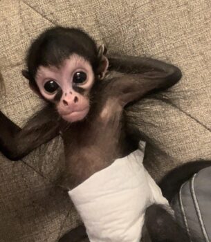 Spider Monkeys for Sale – Exotic Pet Monkeys in the USA