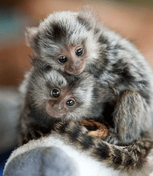 Gentle Pygmy Marmoset for Sale – Rosie, Female, 8 Months Old