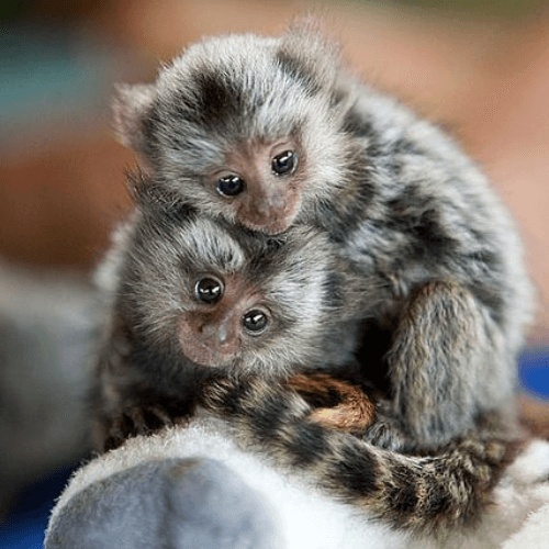 Rosie – Gentle Female Pygmy Marmoset (18 Weeks Old)
