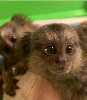 Rocky – Energetic Male Pygmy Marmoset (2 Months Old)