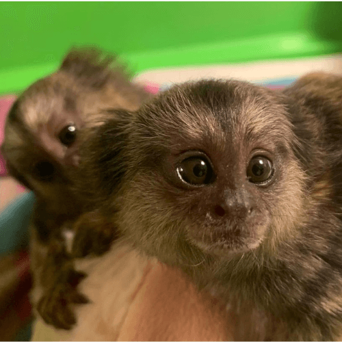 Rocky – Energetic Male Pygmy Marmoset (2 Months Old)