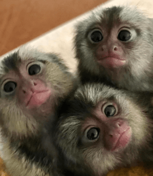 Daisy – Playful Female Pygmy Marmoset (14 Weeks Old)