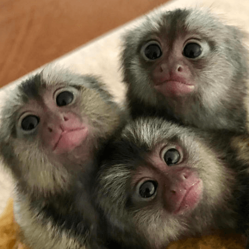 Daisy – Playful Female Pygmy Marmoset (14 Weeks Old)