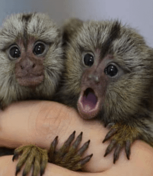 Max – Energetic Male Pygmy Marmoset (4 Months Old)