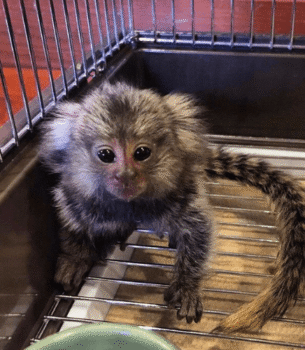 Luna – Gentle Female Pygmy Marmoset (15 Weeks Old)