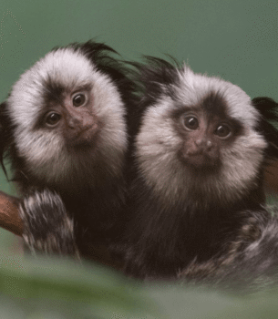 Peanut – Adorable Male Pygmy Marmoset (5 Months Old)