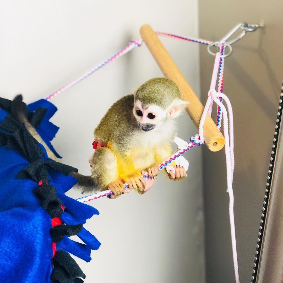 Squirrel Monkeys For Sale