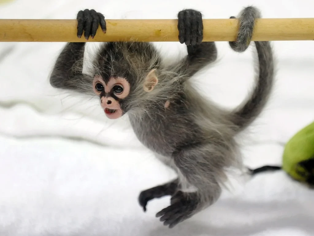 Spider Monkey: A 2025 Guide to Understanding and Conservation