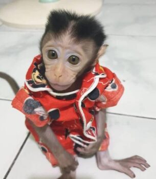 Richard – Male Macaque