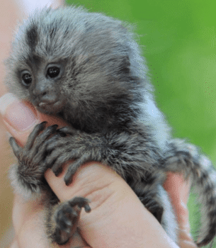 Lively Pygmy Marmoset for Sale – Babbie, Female, 10 Months Old