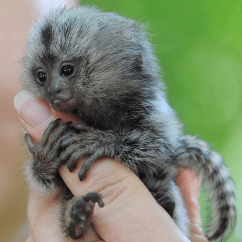 Bella – Lively Female Pygmy Marmoset (4 Months Old)