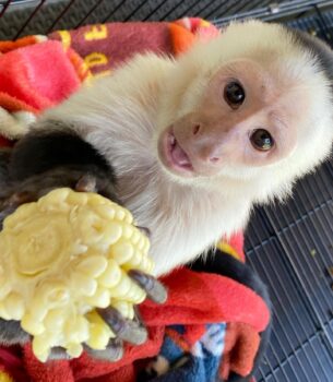 White-face Capuchin Female Monkey