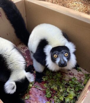 Black-and-white ruffed lemur Males