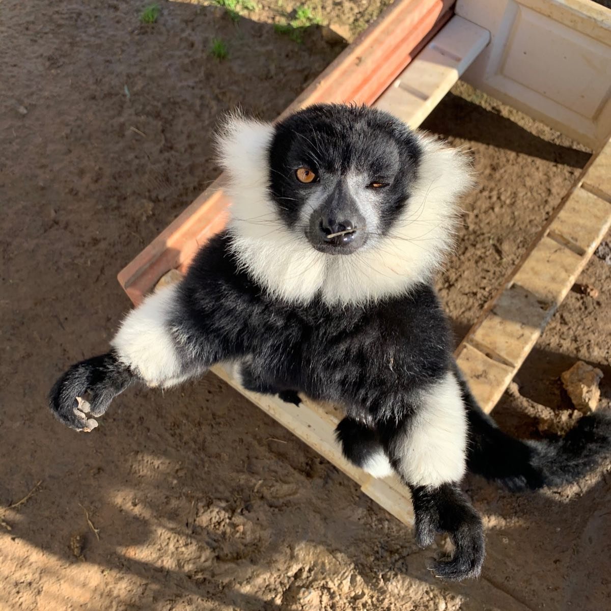 Black-and-white ruffed lemur Males