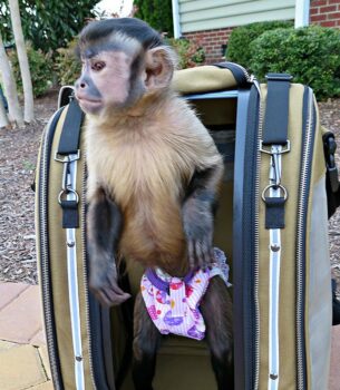 Primate® Monkey Bag