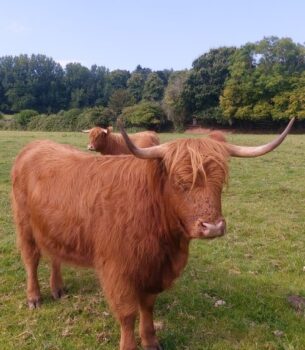 Quantock fold Two heifers for sale