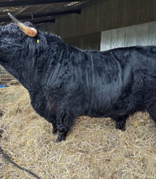Chadwich fold Bull for sale