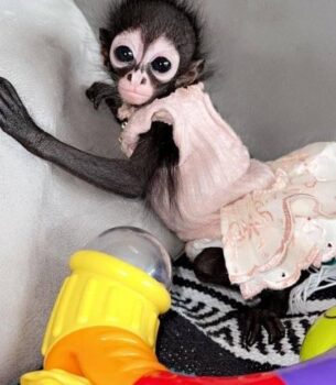 Nickii – Female Spider Monkey Princess