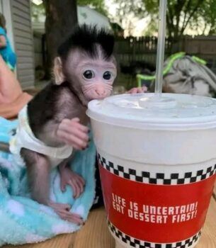 Clarence – Macaque Baby Male