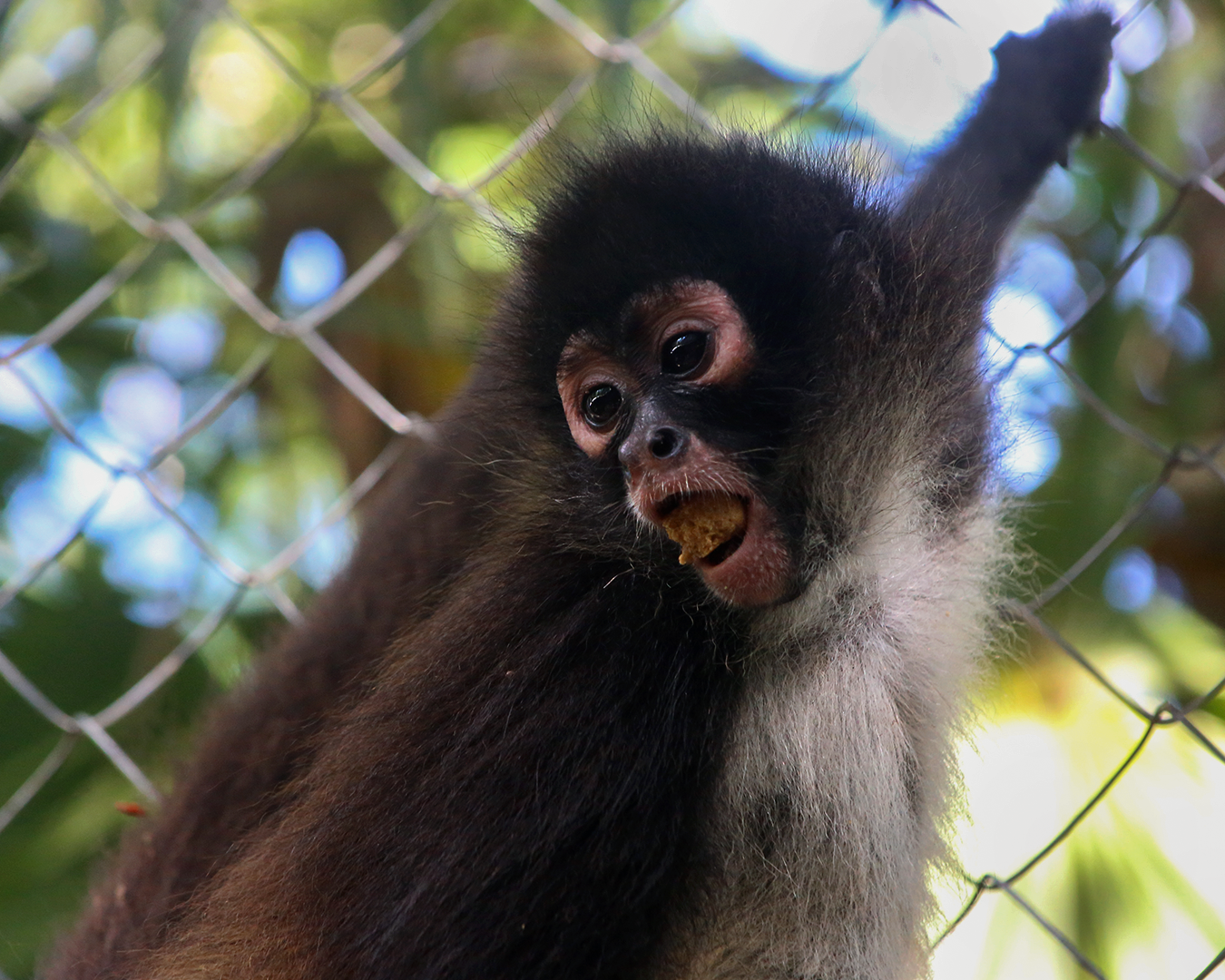 CATALINA-Spider Monkey Baby